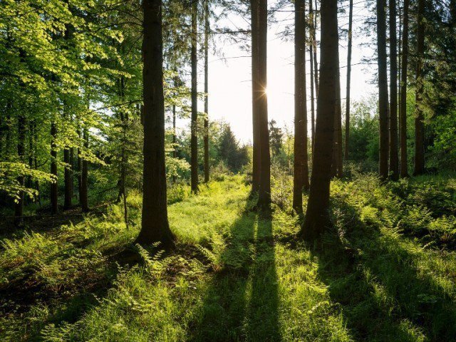 You are currently viewing KP Govt decides legal classification of forest areas in merged districts