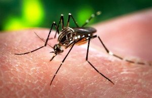 Read more about the article WHO declares Zika virus global health emergency