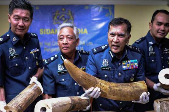 Read more about the article Malaysia customs seizes 159 kg in smuggled ivory