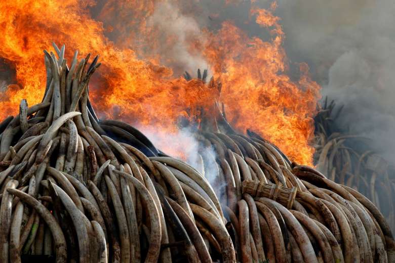 Read more about the article Kenyatta sets world’s biggest ivory stack on fire