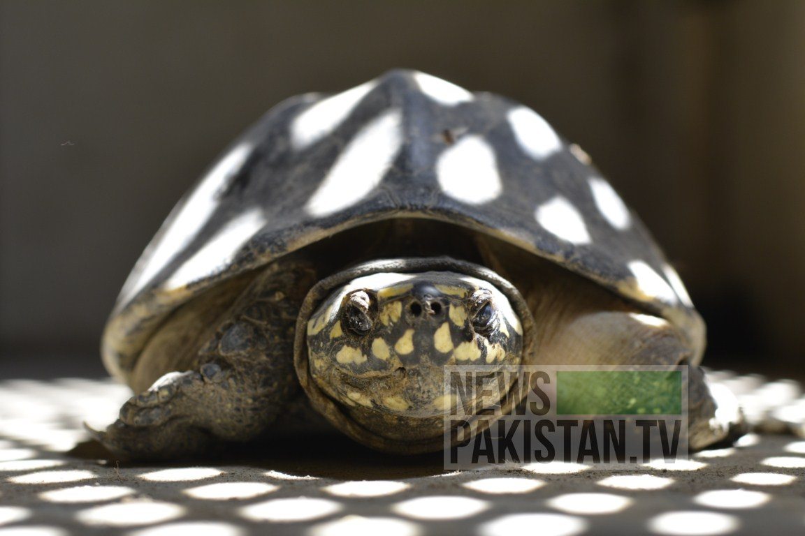 Read more about the article 170 endangered female black-pond turtles recovered