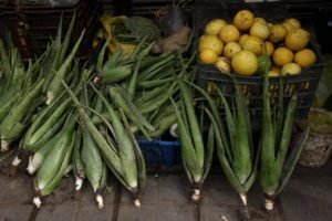 Read more about the article Aloe Vera: A Life-saving plant