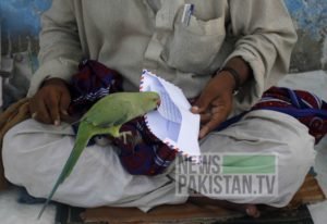 Read more about the article Clifton’s roadside faith-healers, palmists and their fortune-telling parrots!