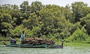 Read more about the article University of Karachi students visit Mangroves forests