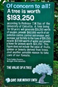 TREE IS WORTH