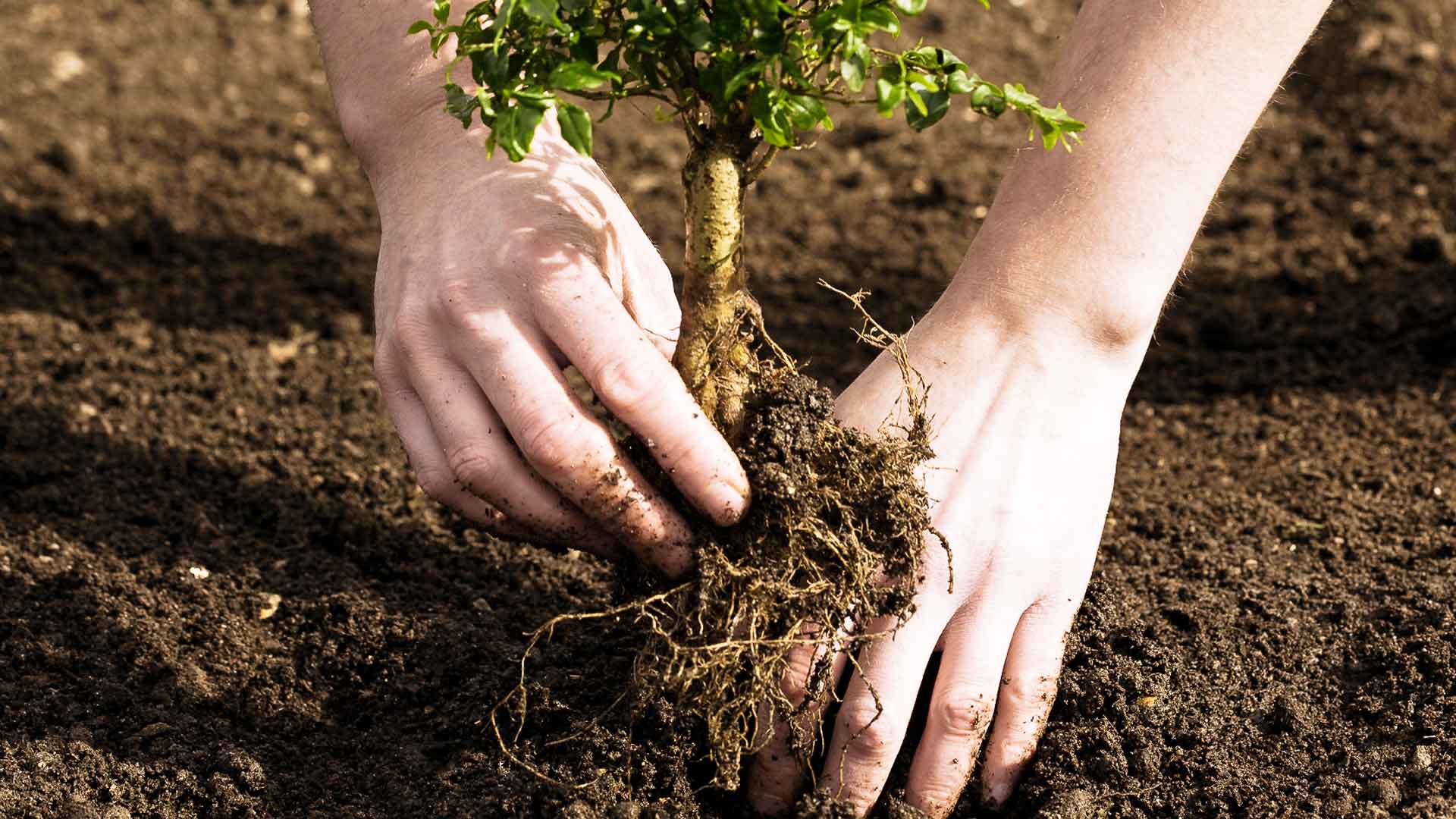 Read more about the article Reasons to plant and care for trees
