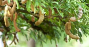 Read more about the article Specialists recommend tamarind for good health