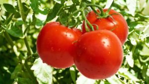 Read more about the article Five health benefits of consuming tomato!