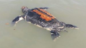 Read more about the article Super moon and the death of a Leatherback turtle!