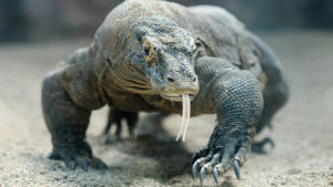 Read more about the article Infections could be contained by drugs made from Komodo Dragon’s blood!
