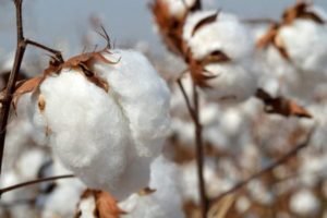 Read more about the article Cotton exports grew by 32.66% in 11 months