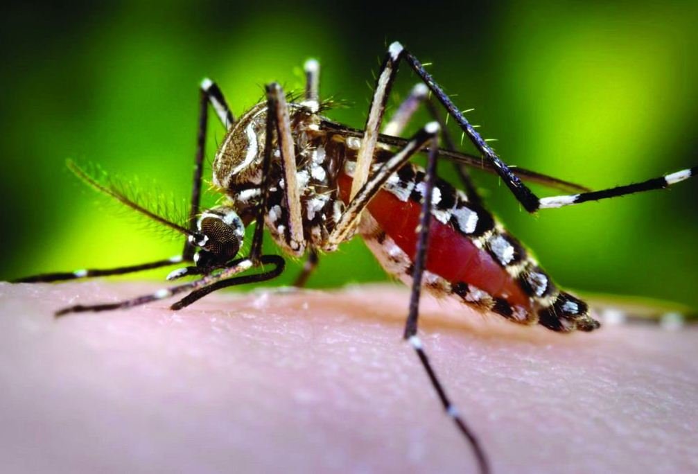 Read more about the article Dengue virus kills 7 in Peshawar