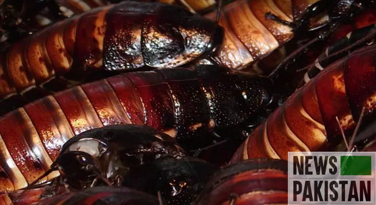 Read more about the article Cockroach farms mushrooming in China!