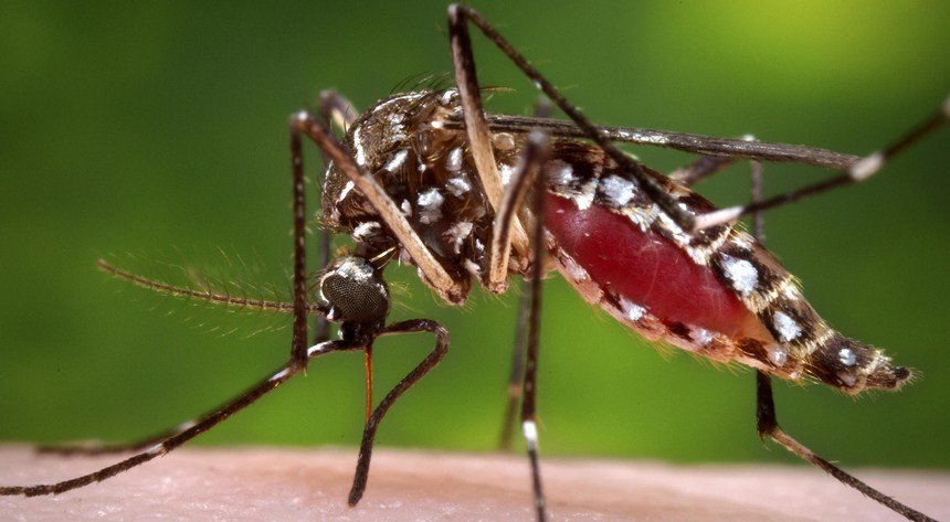 Read more about the article Use of nuclear technique to contain mosquitoes!