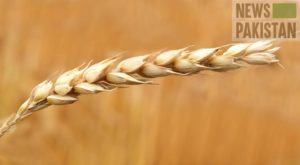 Read more about the article Why wheat was exported?