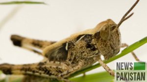 Read more about the article Locusts, a major threat to food security: FAO