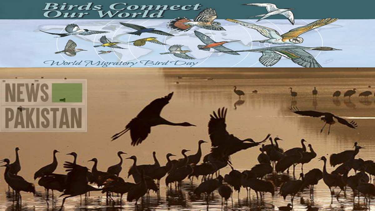 You are currently viewing Lesser migratory birds are coming to Pakistan