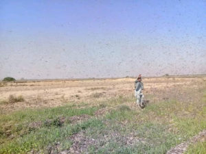 Read more about the article China’s meteorological satellites help Pakistan monitor desert locusts