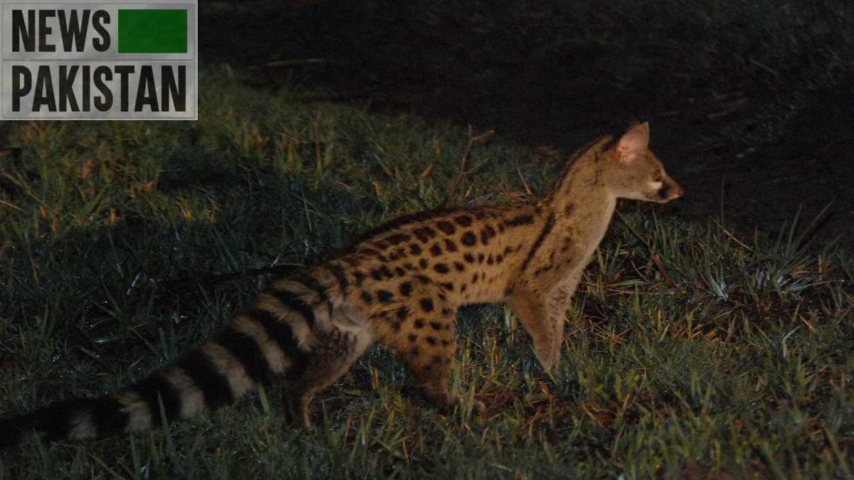 Read more about the article Endangered genets reappear in Algeria, amid pandemic