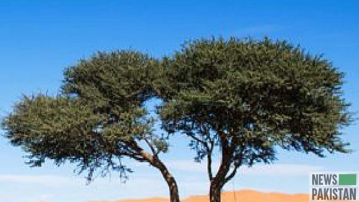 You are currently viewing Barren no more: study finds millions of trees dot deserts