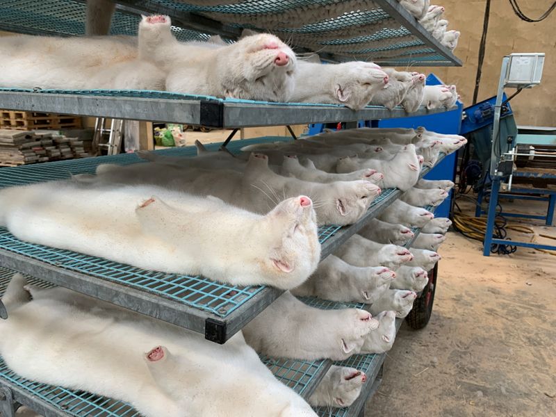 Read more about the article Six countries reported coronavirus on mink farms, WHO says