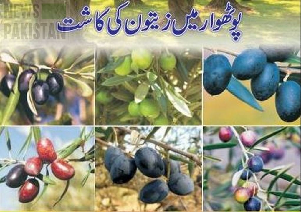 You are currently viewing Growing olives in Potohar region