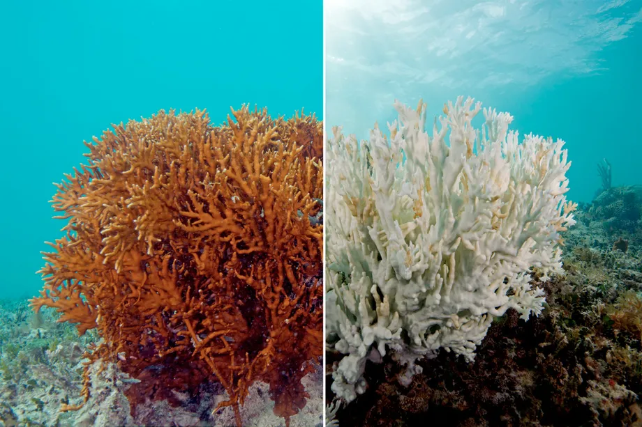 Read more about the article Coral Bleaching in Churna Island jeopardizes unique marine ecosystem