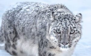 Read more about the article Snow Leopards and Brown Bears