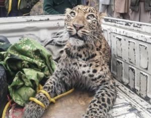 Read more about the article Rescued leopard dies