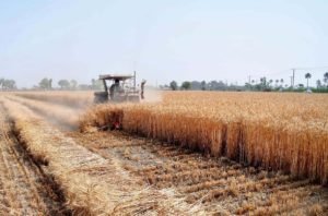 Read more about the article Wheat harvest commences