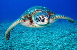 Read more about the article Turtles released in deep sea