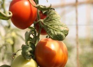 Read more about the article Raising Pak tomato production