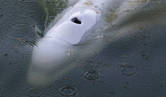 Read more about the article Rescuing beluga astray in Seine