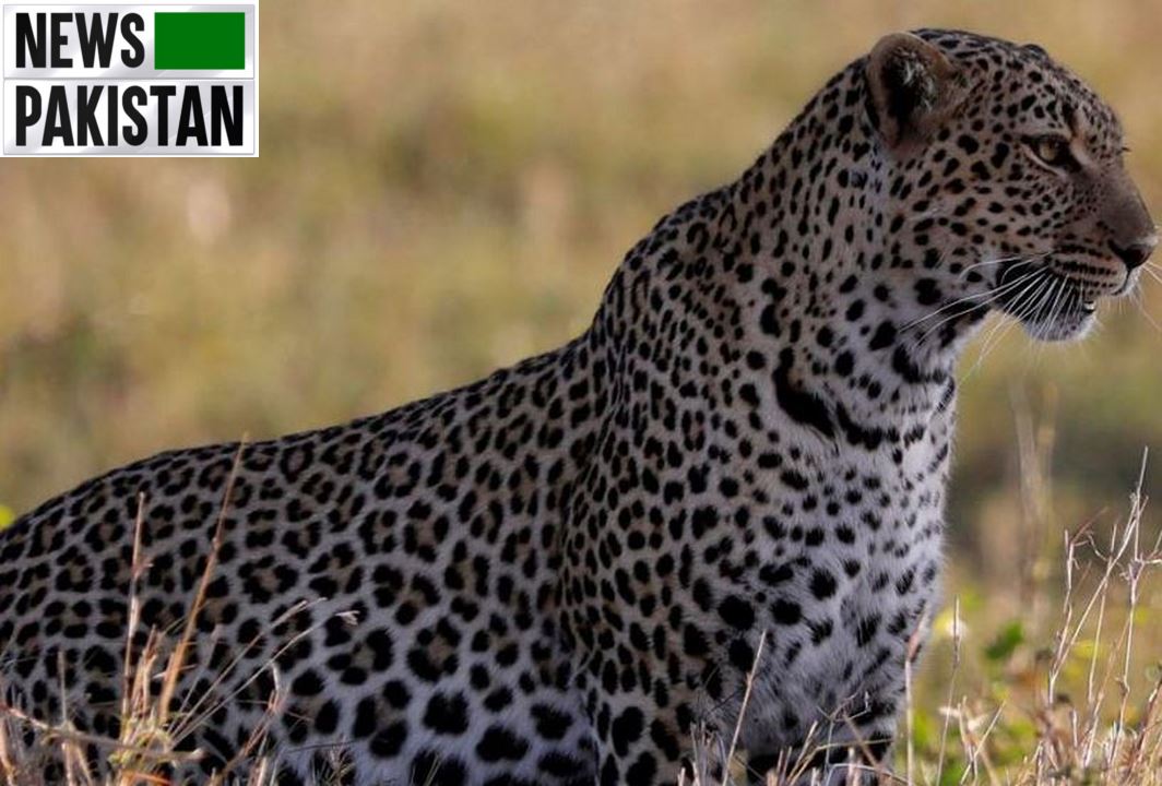 Read more about the article Margalla: Leopards ‘no threat’ to humans