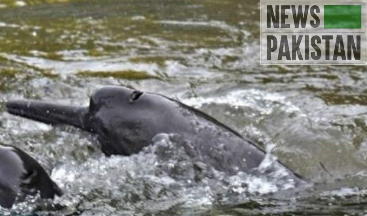 Read more about the article WWF Conference on River Dolphins