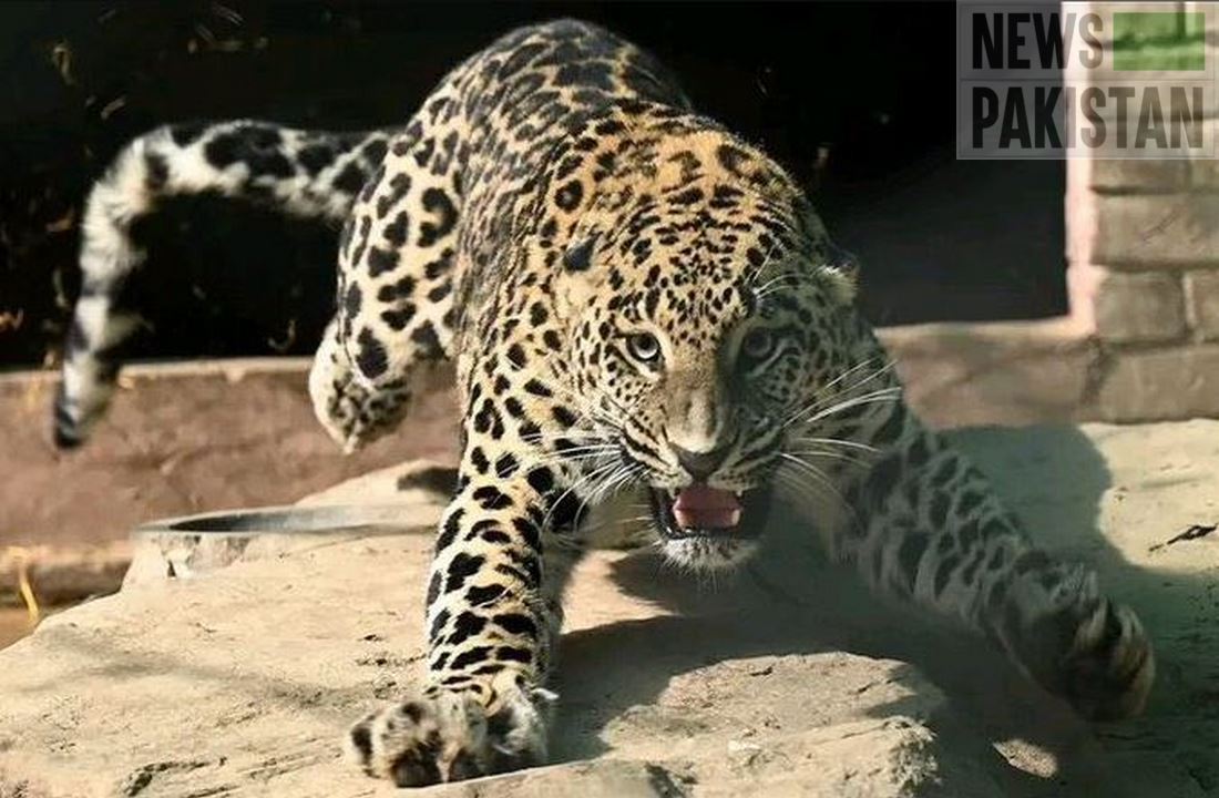Read more about the article Runaway leopard successfully sedated