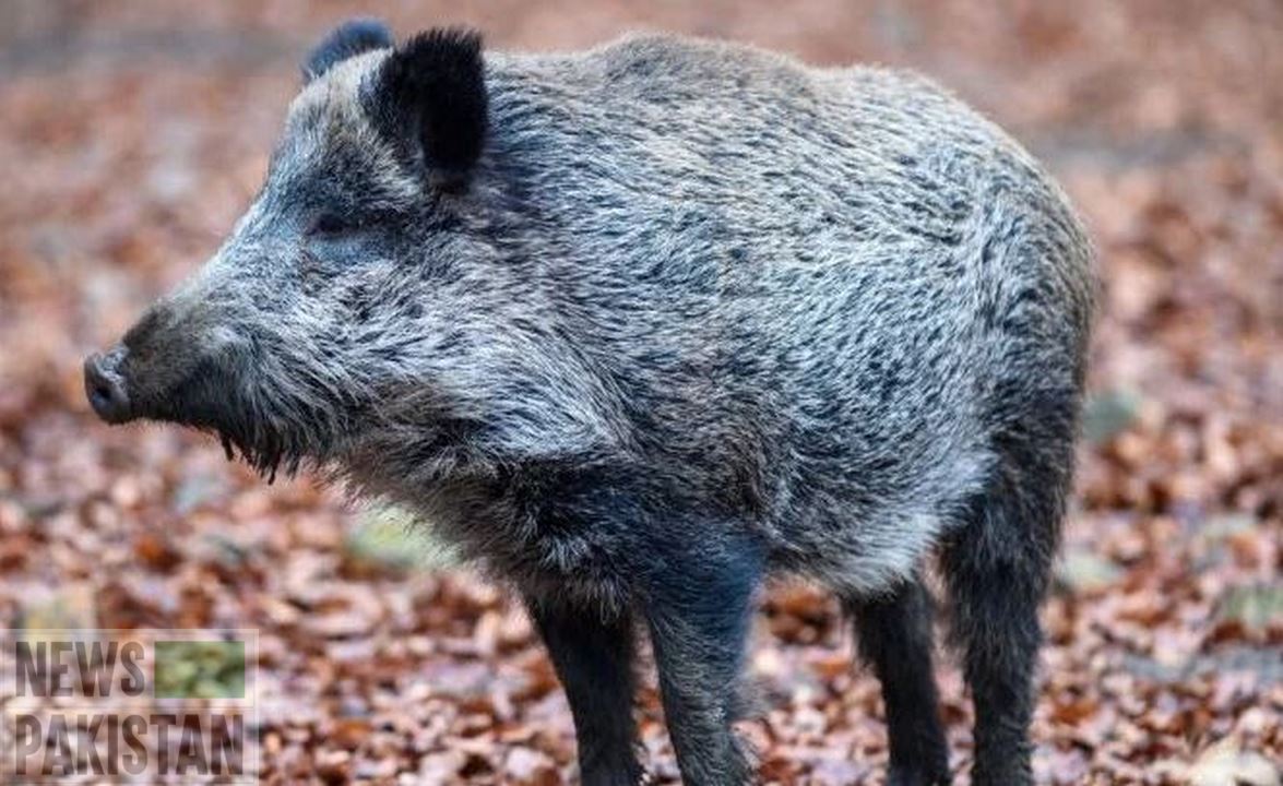 Read more about the article Hunting license to eradicate wild boars