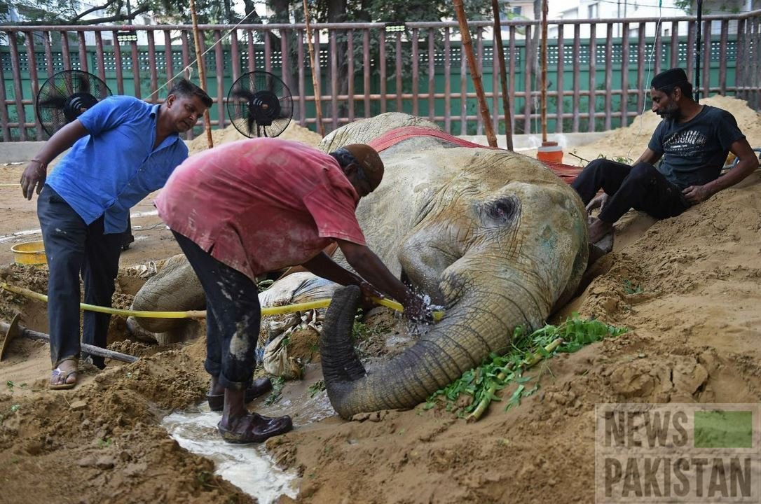 Read more about the article Will They Euthanize Noor Jehan, The Elephant?