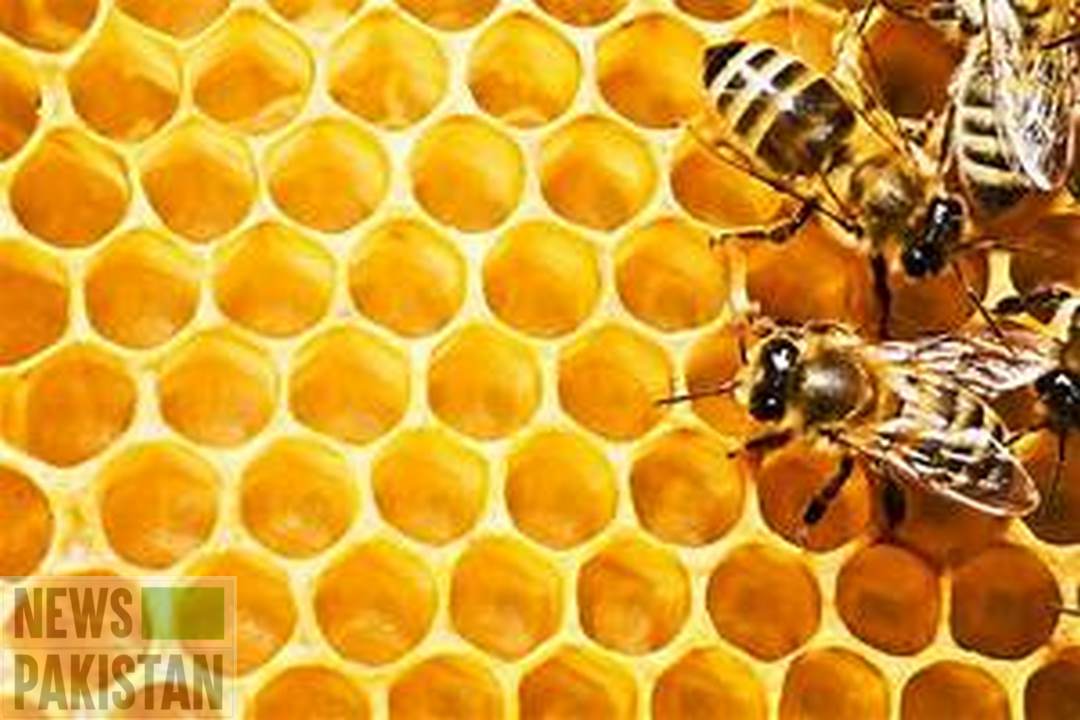 You are currently viewing Placing honey bee hives in govt farms