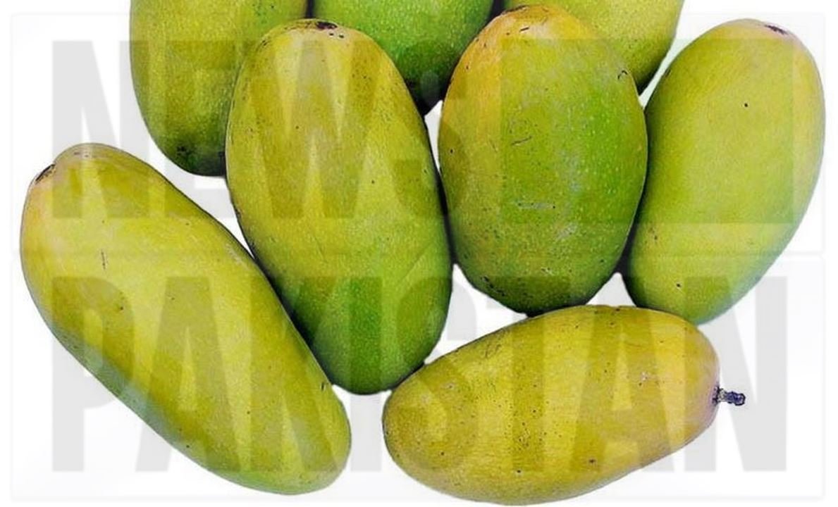 Read more about the article Mango – the king of fruits – appears in Mirpurkhas