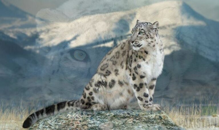 Snow Leopard, Ghost of the Mountains International day of Snow Leopard